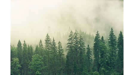 Bild von Bäumen im Nebel