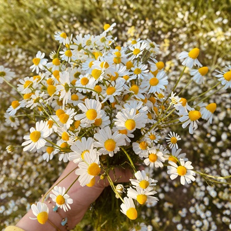 Bild von einem Blumenstrauß